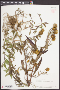 Bidens laevis image