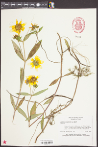 Bidens laevis image