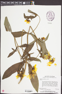 Bidens laevis image