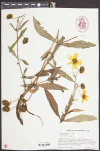 Bidens laevis image