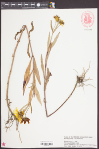 Bidens laevis image