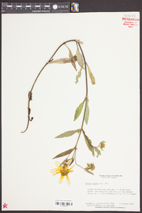 Bidens laevis image