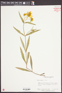 Bidens laevis image