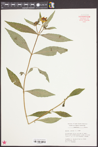 Bidens laevis image