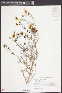 Bidens mitis image