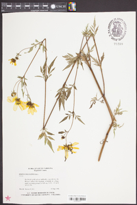 Bidens polylepis image