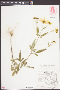 Bidens polylepis image