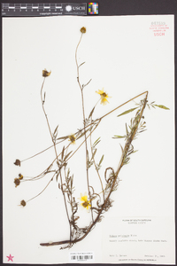 Bidens polylepis image