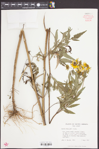 Bidens polylepis image