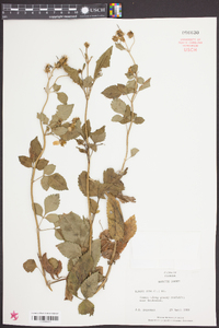 Bidens alba image