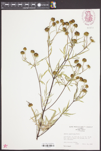 Bidens polylepis image