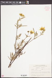 Bidens polylepis image