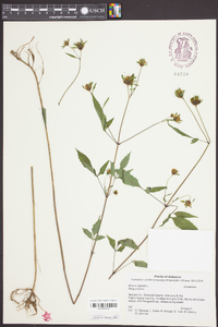 Bidens tripartita image