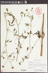 Bidens discoidea image