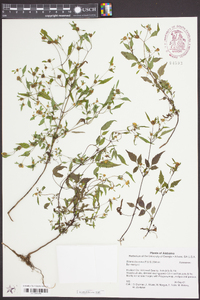 Bidens discoidea image