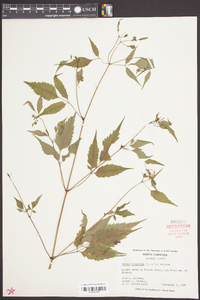 Bidens discoidea image