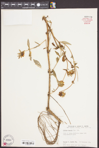 Bidens laevis image