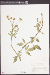 Bidens pilosa image