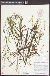 Boltonia asteroides image