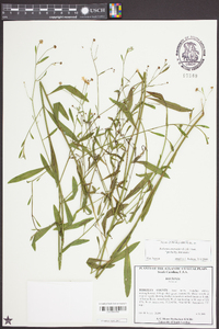 Boltonia asteroides image