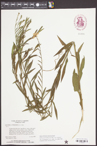 Boltonia asteroides image