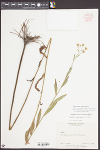 Boltonia asteroides image