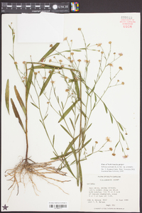 Boltonia asteroides image