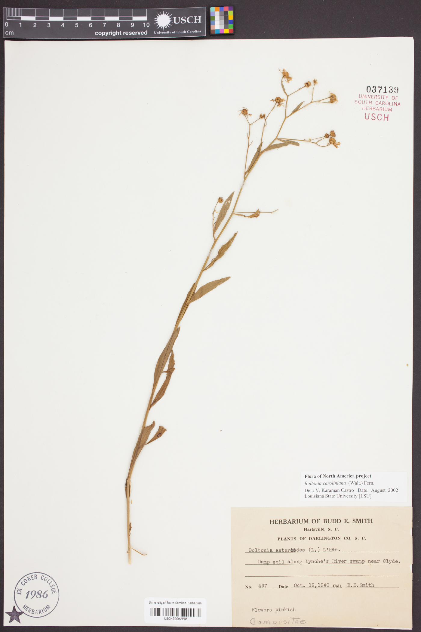 Boltonia caroliniana image