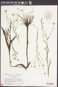 Boltonia asteroides image