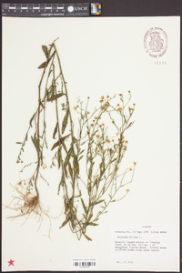 Boltonia diffusa image