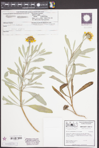 Borrichia frutescens image