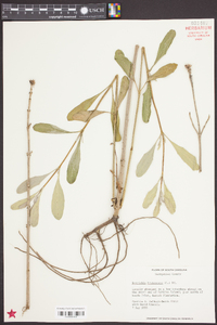 Borrichia frutescens image