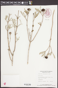 Borrichia frutescens image