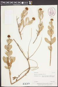 Borrichia frutescens image