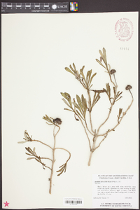 Borrichia frutescens image