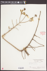 Borrichia frutescens image