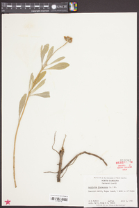 Borrichia frutescens image