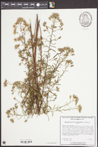 Brickellia eupatorioides image