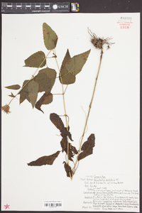 Brickellia cordifolia image