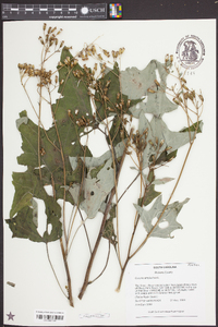 Arnoglossum atriplicifolium image