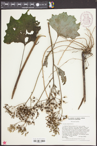 Arnoglossum atriplicifolium image