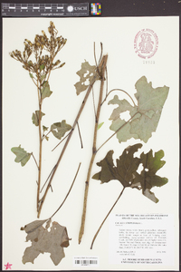 Arnoglossum atriplicifolium image