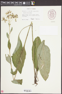 Arnoglossum ovatum image