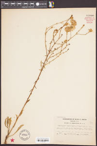 Carphephorus bellidifolius image