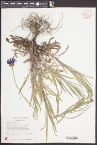 Centaurea cyanus image