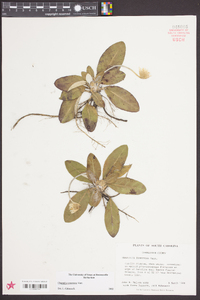 Chaptalia tomentosa image