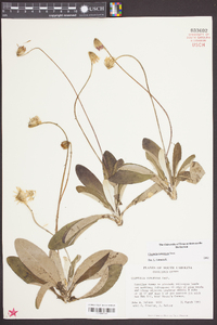 Chaptalia tomentosa image