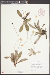 Chaptalia tomentosa image