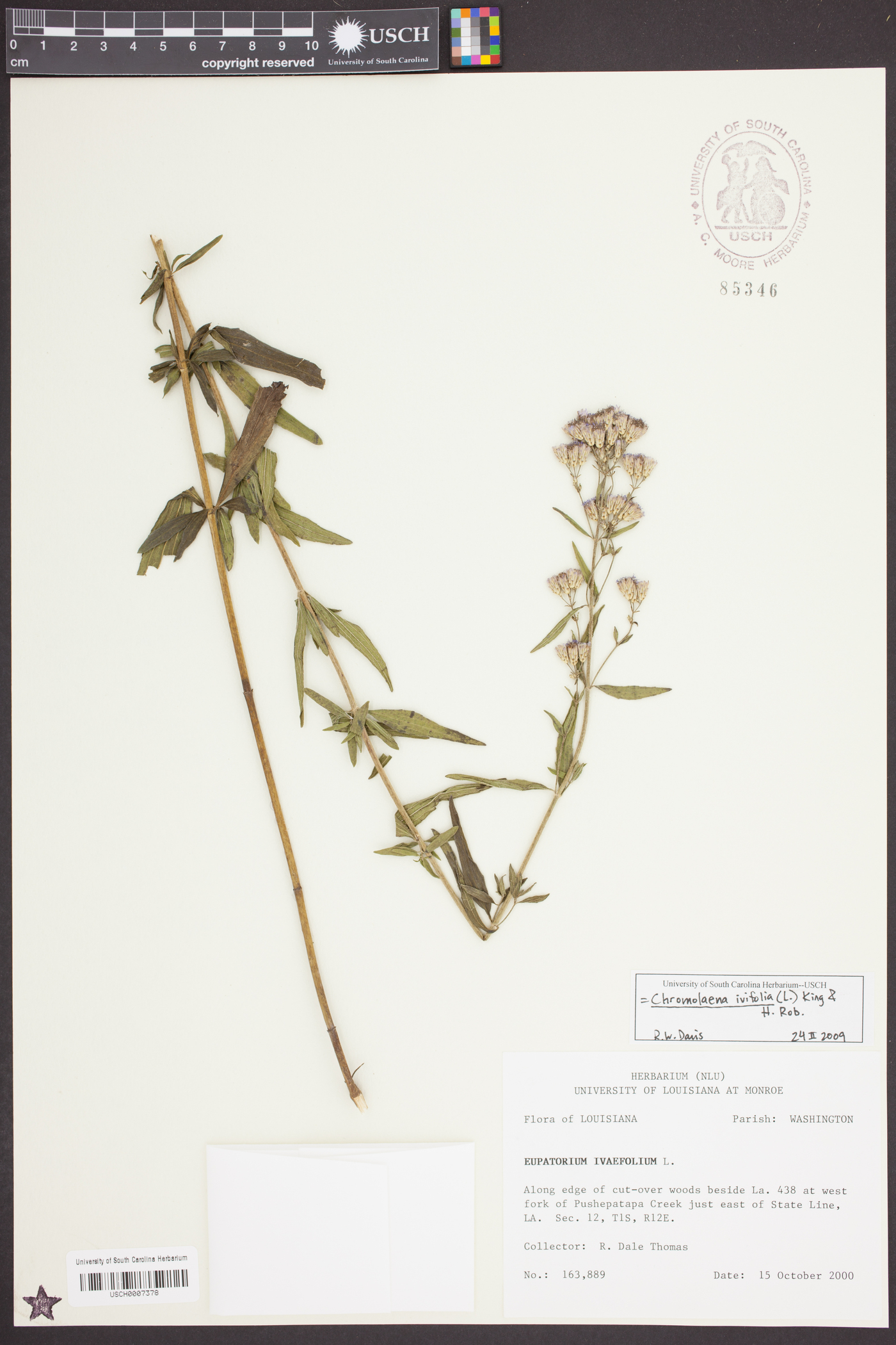 Chromolaena ivifolia image