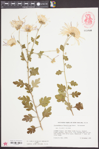 Chrysanthemum morifolium image